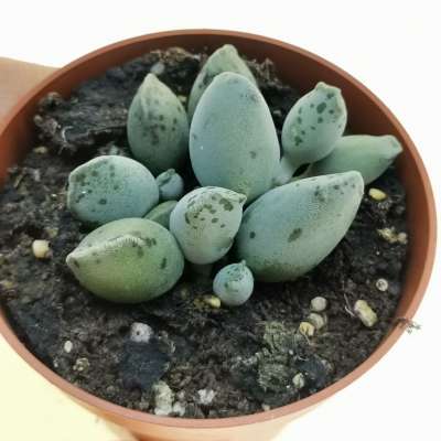 Adromischus festivus cv. Silver Tube