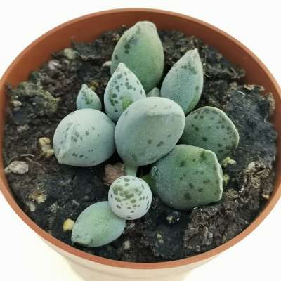 Adromischus festivus cv. Silver Tube - Giromagi