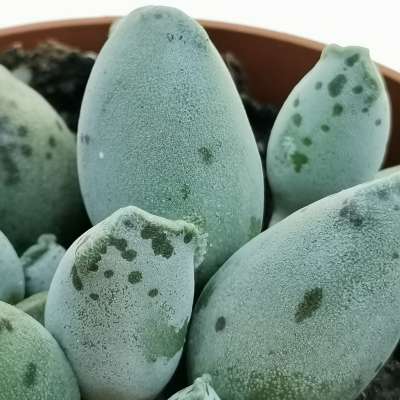 Adromischus festivus cv. Silver Tube - Giromagi