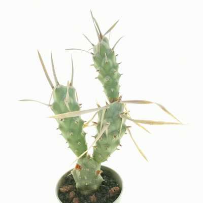 Tephrocactus articulatus var. papyracanthus (tubercled type) - Giromagi