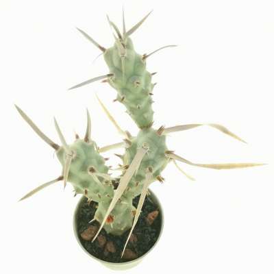 Tephrocactus articulatus var. papyracanthus (tubercled type) - Giromagi
