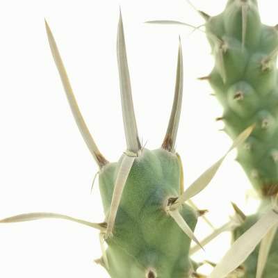 Tephrocactus articulatus var. papyracanthus (tubercled type) - Giromagi