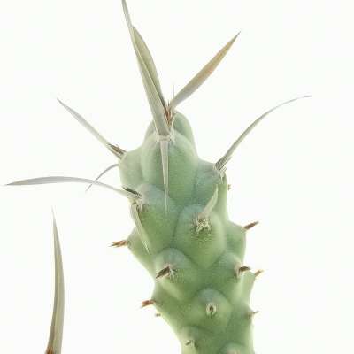 Tephrocactus articulatus var. papyracanthus (tubercled type) - Giromagi