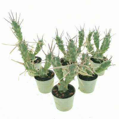 Tephrocactus articulatus var. papyracanthus (tubercled type) - Giromagi