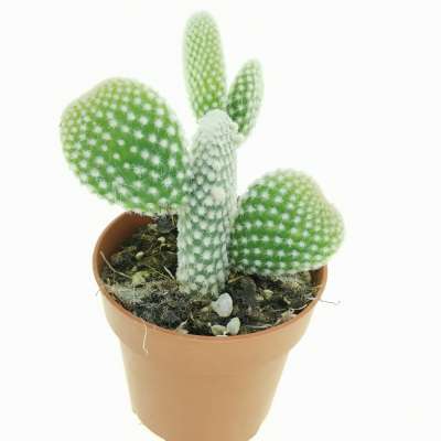 Opuntia microdasys cv. albata - Giromagi