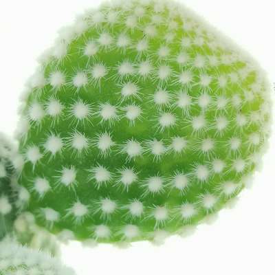 Opuntia microdasys cv. albata - Giromagi