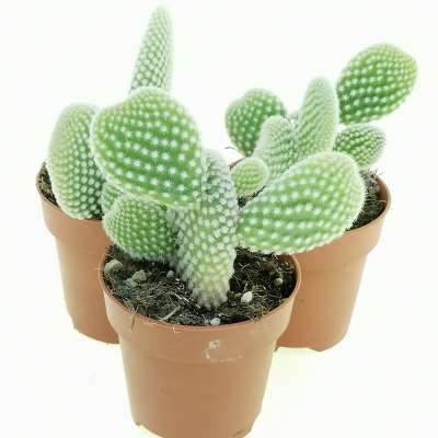 Opuntia microdasys cv. albata - Giromagi