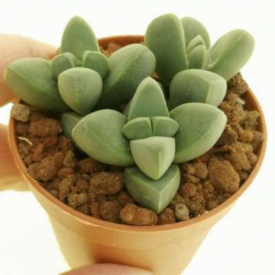 Delosperma lehmannii