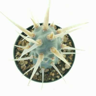 Tephrocactus articulatus var. papyracanthus - Giromagi