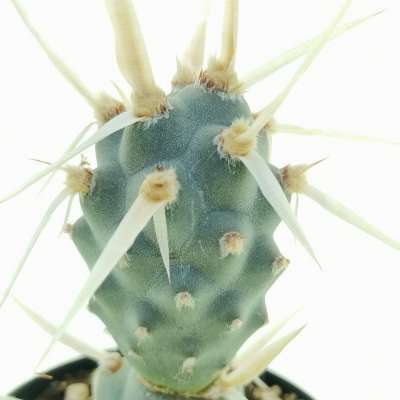 Tephrocactus articulatus var. papyracanthus - Giromagi
