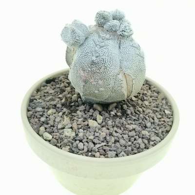 Astrophytum myriostigma cv. Onzuka quadricostatum White Form prolifera - Giromagi