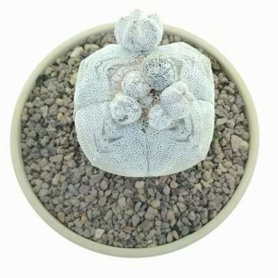 Astrophytum myriostigma cv. Onzuka quadricostatum White Form prolifera - Giromagi