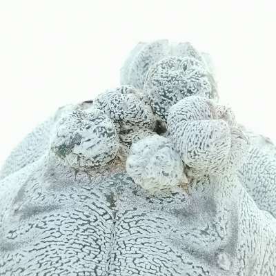 Astrophytum myriostigma cv. Onzuka quadricostatum White Form prolifera - Giromagi
