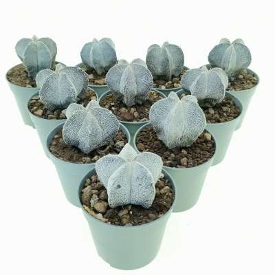 Astrophytum myriostigma cv. Onzuka 10 pcs. - Giromagi
