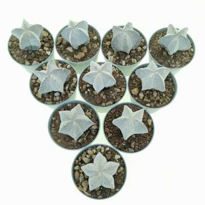 Astrophytum myriostigma cv. Onzuka 10 pcs. - Giromagi