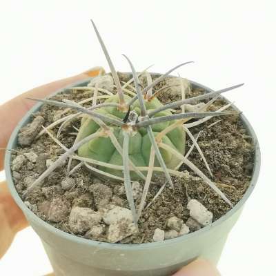 Gymnocalycium armatum VS 579 (Bolivia)