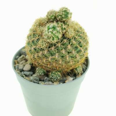 Sulcorebutia candiae f. prolifera - Giromagi
