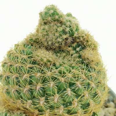 Sulcorebutia candiae f. prolifera - Giromagi