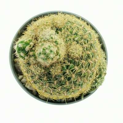 Sulcorebutia candiae f. prolifera - Giromagi