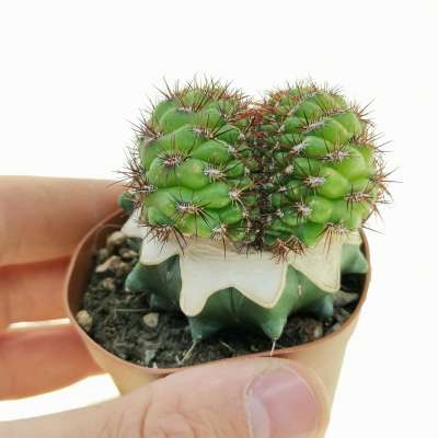 Sulcorebutia mentosa f. crestata