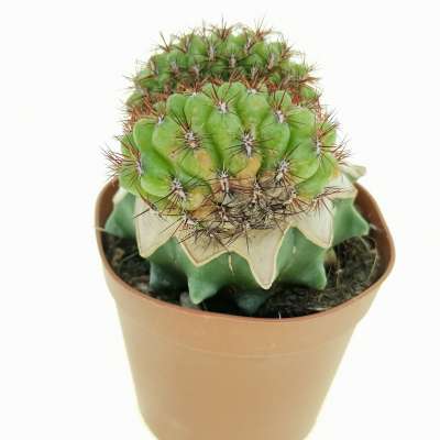 Sulcorebutia mentosa f. crestata - Giromagi