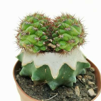 Sulcorebutia mentosa f. crestata - Giromagi