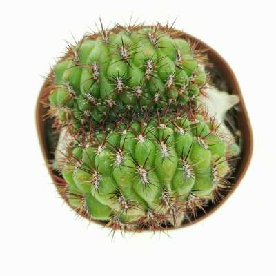 Sulcorebutia mentosa f. crestata - Giromagi