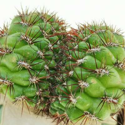 Sulcorebutia mentosa f. crestata - Giromagi