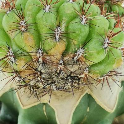 Sulcorebutia mentosa f. crestata - Giromagi