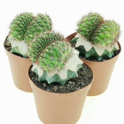Sulcorebutia mentosa f. crestata - Giromagi
