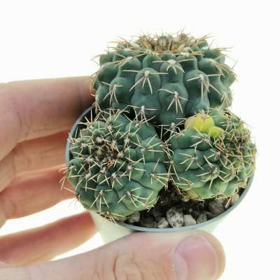 Gymnocalycium quehlianum f. variegata