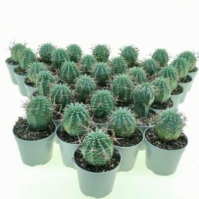 Euphorbia stellispina 30 pcs - Giromagi