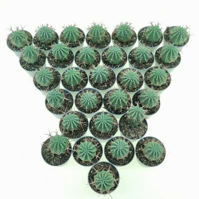 Euphorbia stellispina 30 pcs - Giromagi