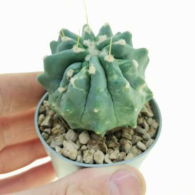 Ferocactus glaucescens f. inermis mostruosa variegata