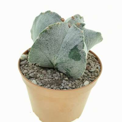 Astrophytum myriostigma cv. irregular ribs quadricostatum - Giromagi