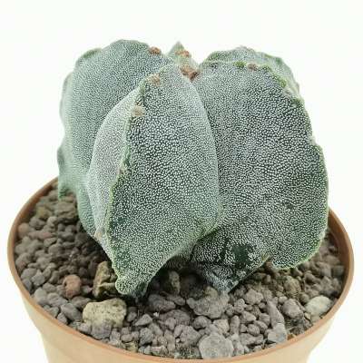 Astrophytum myriostigma cv. irregular ribs quadricostatum - Giromagi
