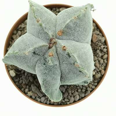 Astrophytum myriostigma cv. irregular ribs quadricostatum - Giromagi