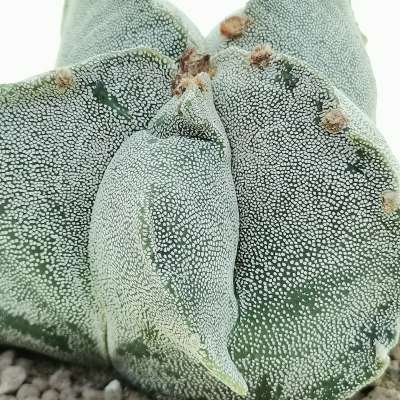 Astrophytum myriostigma cv. irregular ribs quadricostatum - Giromagi