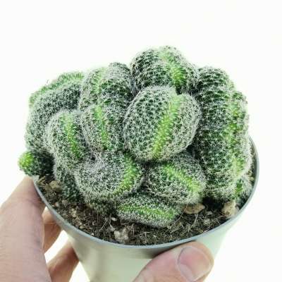 Lobivia densispina f. crestata