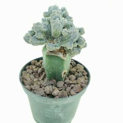Astrophytum myriostigma cv. Huboki - Giromagi
