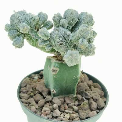 Astrophytum myriostigma cv. Huboki - Giromagi