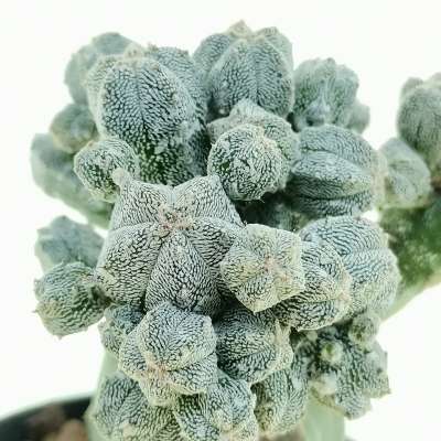 Astrophytum myriostigma cv. Huboki - Giromagi