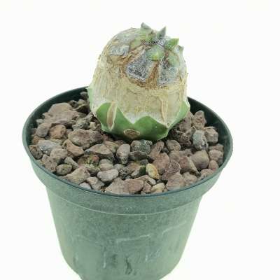 Astrophytum myriostigma cv. Onzuka Kikko Ball form - Giromagi