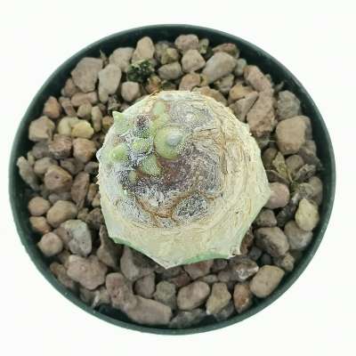 Astrophytum myriostigma cv. Onzuka Kikko Ball form - Giromagi