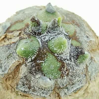Astrophytum myriostigma cv. Onzuka Kikko Ball form - Giromagi