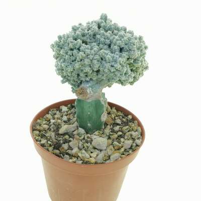 Astrophytum myriostigma cv. Huboki - Giromagi