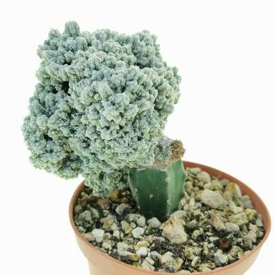 Astrophytum myriostigma cv. Huboki - Giromagi