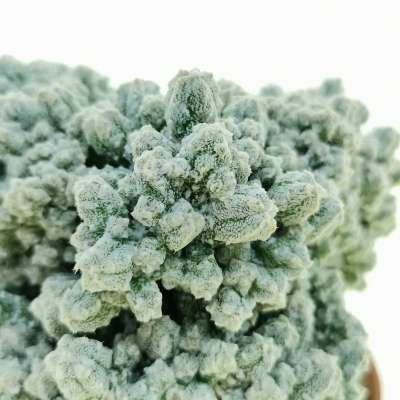 Astrophytum myriostigma cv. Huboki - Giromagi