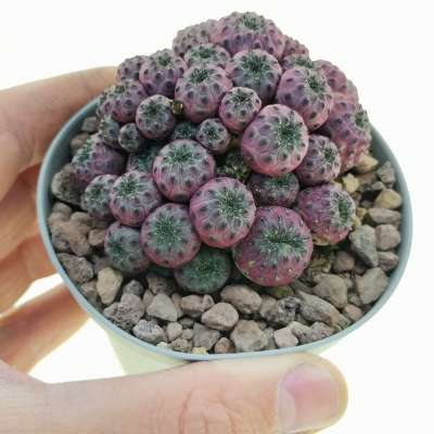 Sulcorebutia rauschii f. violacidermis minima