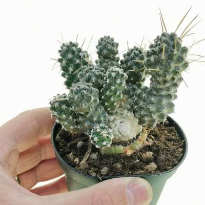 Pterocactus australis